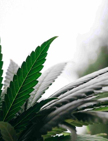 cannabis