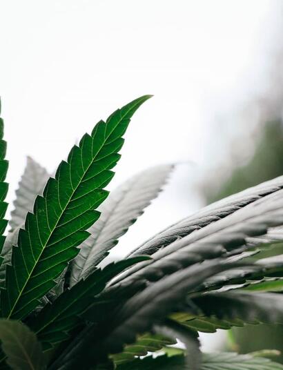 De-la-SuperCBDx-a-los-orígenes-del-CBD