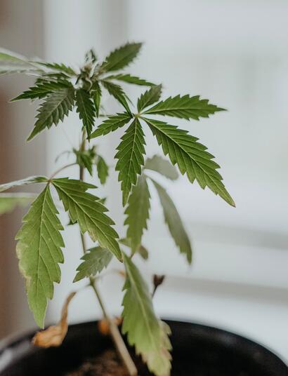 Variedades-de-cannabis-con-alto-nivel-de-CBD