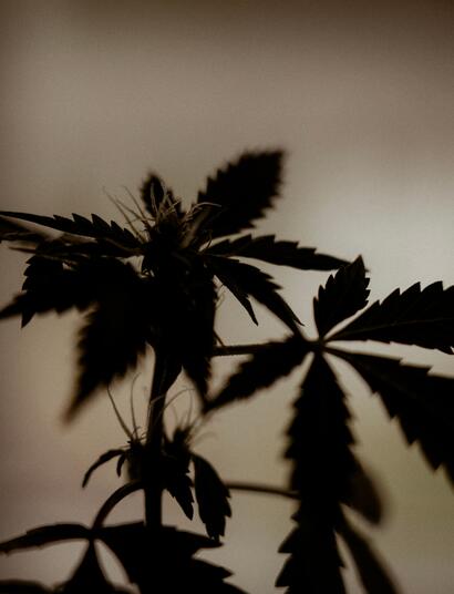 Legislador-de-Oregon-habla-sobre-el-cannabis