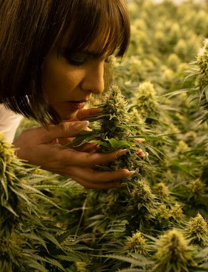 Empleada revisando plantas de cannabis en un cultivo de interior con luz artificial.