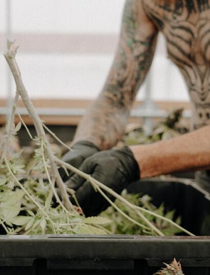 man working in a cannabis farm.