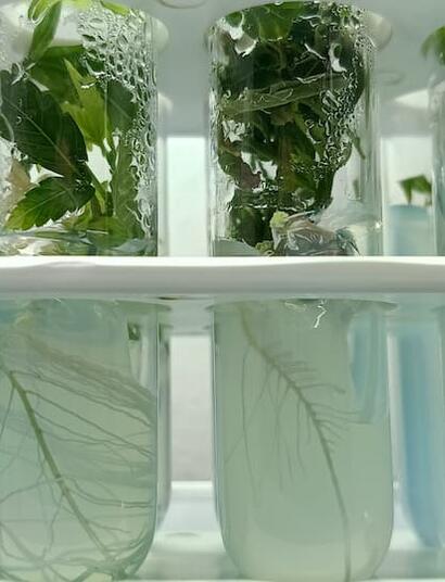 Enraizamiento en cultivo in vitro avanzado de marihuana