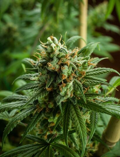 Entutorado de cannabis con caña. 