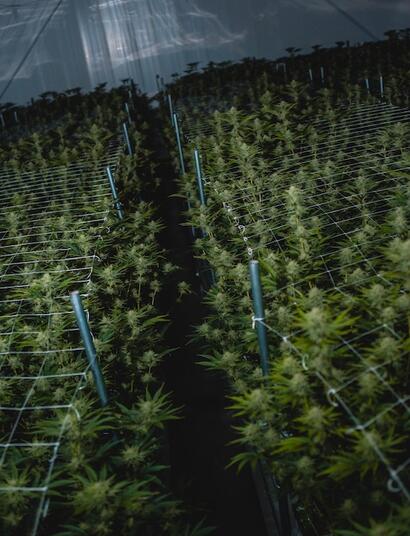 Cómo mejorar la fertilización en la marihuana con enzimas.