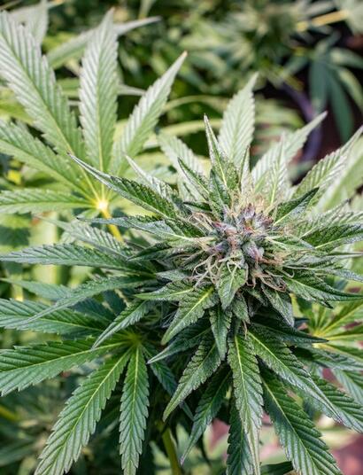 Identifica el estrés en el cannabis y corrígelo.