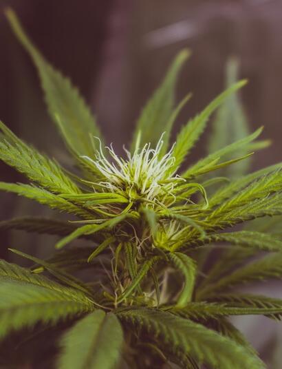 Iluminación, plagas, sustrato, alimentación en indoor.