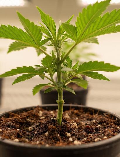 planta de cannabis