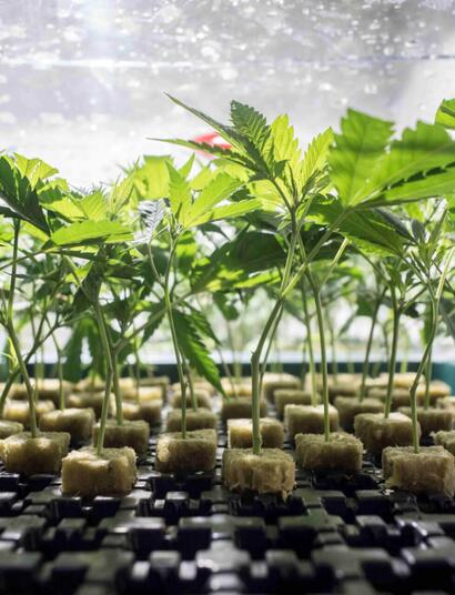 Esquejes: todo lo necesario