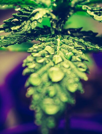 cannabis