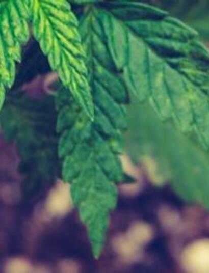 Weedology. La culture et les extractions de cannabi