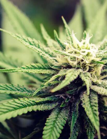 Cannabis-Geruch bestimmen: Qualität erkennen & Terpene verstehen