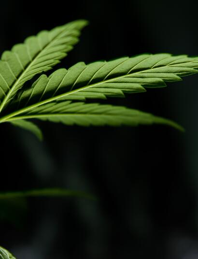 Le premier Cannabis Café d'Amérique ouvre ses portes en Californie