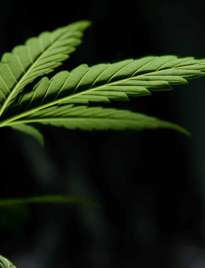 CANNAFEST PRAGUE 2011