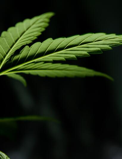 Medizinisches Cannabis hilft dem Immunsystem