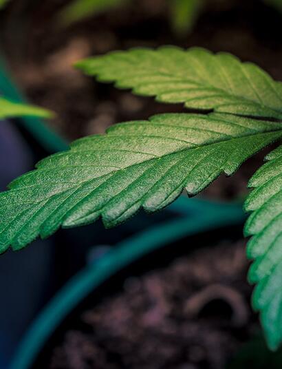 Coltivare autofiorenti