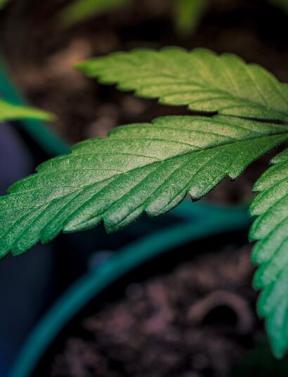 Los-Grows-Responden-Resina-GrowShop