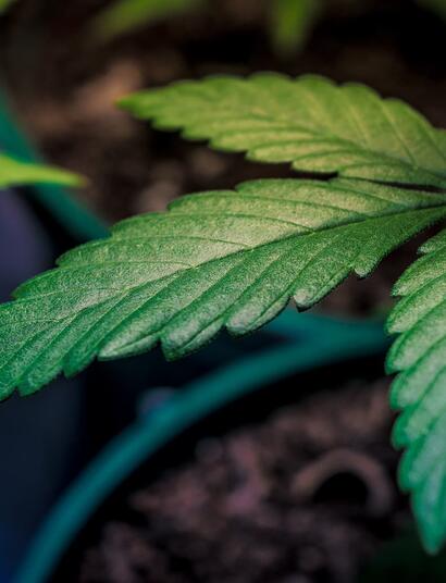 Respuestas-a-problemas-de-nutrición-por-Ed-Rosenthal