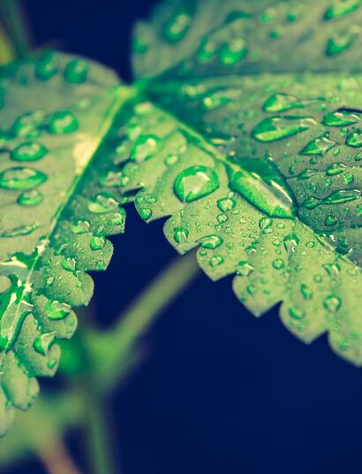 La-importancia-de-la-fertilización-foliar-en-el-cultivo-de-cannabis