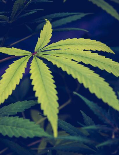 Insectos chupadores en mi marihuana