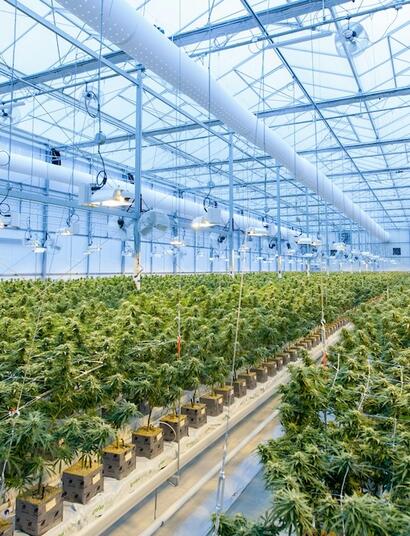 ¿Cómo hizo Uruguay para liderar exportaciones de marihuana?