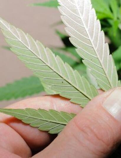 Cómo Evitar los Errores Más Comunes en el Cultivo 