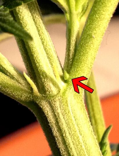 Male vs Female Cannabis Plants