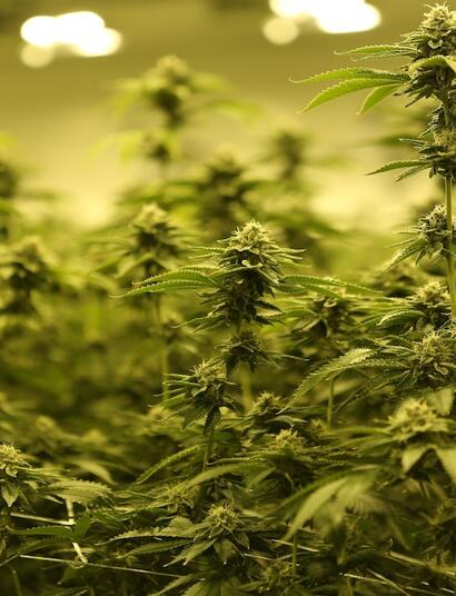 Cómo abonar marihuana.