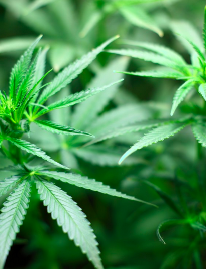 Algunos fertilizantes orgánicos para el sustrato de cannabis: harina de hueso, arenisca verde, harina de alfalfa y fosforita. 