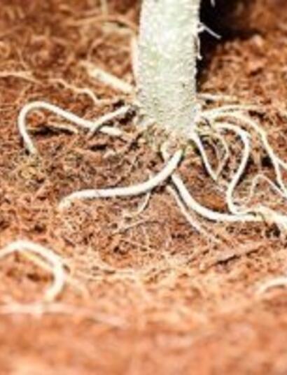 Cultivo de cannabis con fibra de coco como sustrato