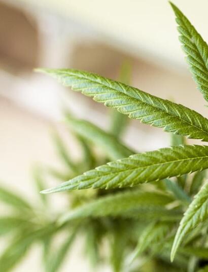 Master the transition from veg to bloom. See how to optimize plant structure, nutrition, and environment in the final weeks of vegetation for a heavier harvest.