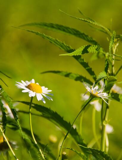 Cannabis: la legge è uguale per tutti?