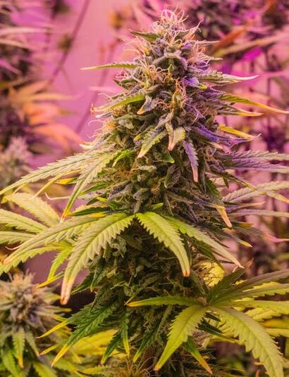 Enzimas para el lavado de raíces de cannabis: ¿Son seguras para planta y sustrato?