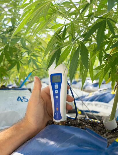 Fosfor při pěstování konopí