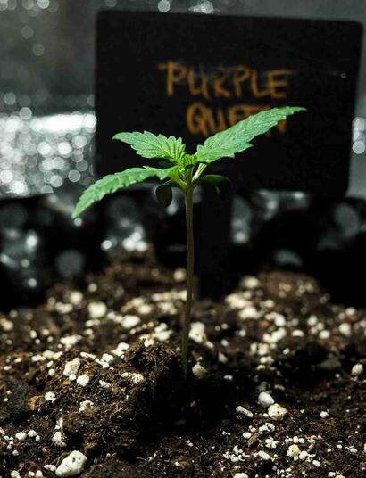 Una piccola pianta di marijuana