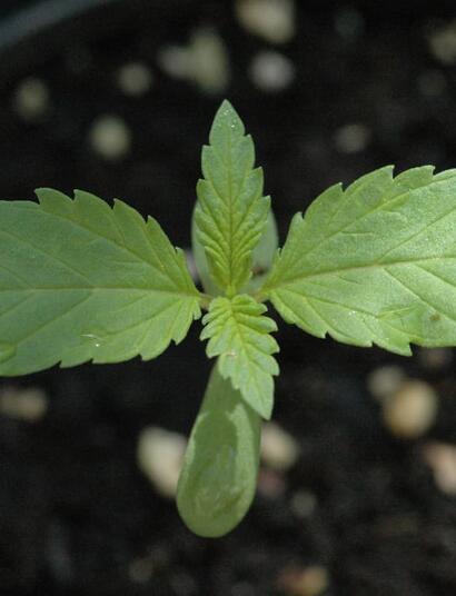Semilla de marihuana germinada