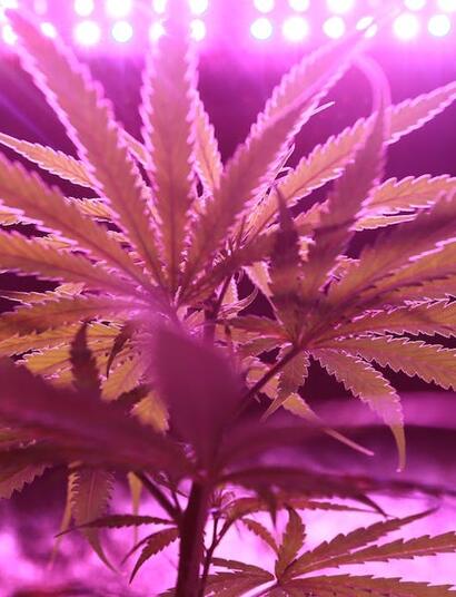 ¿Cómo tomar fotografías del cultivo cannábico?