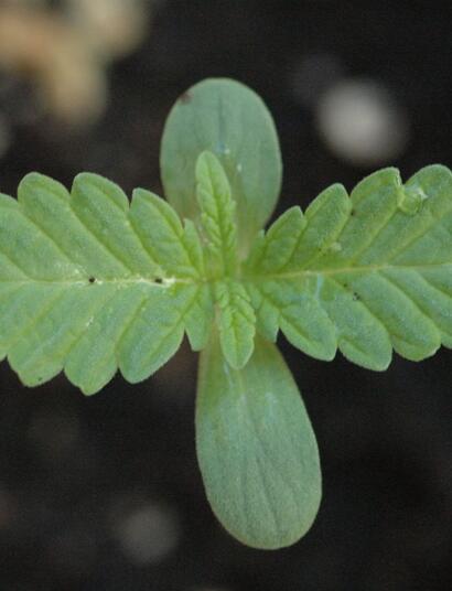 pH perfecto para crecimiento de marihuana.