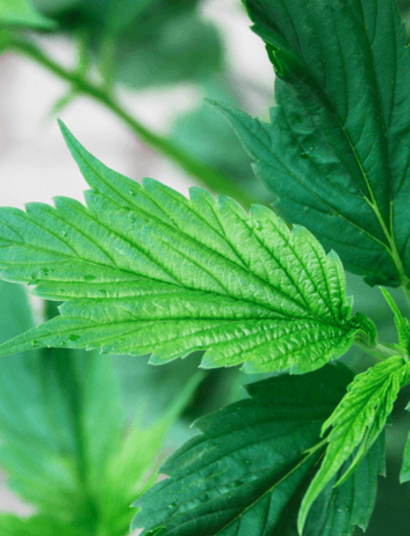 Frisian Duck: cannabis con hojas de pata de pato