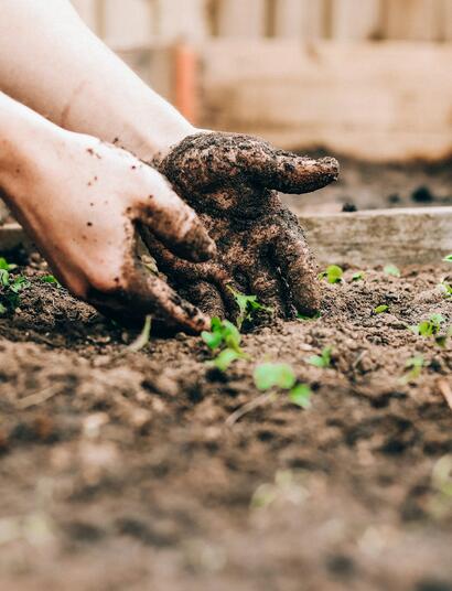 Explore "Gardening for Geeks," a beginner-friendly guide to backyard growing, companion planting, and tips for successful cannabis and vegetable gardens.