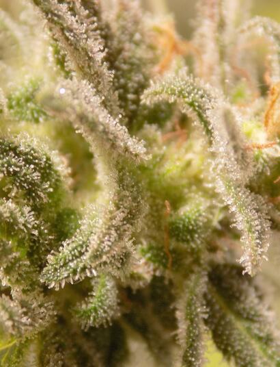 Gelato #33