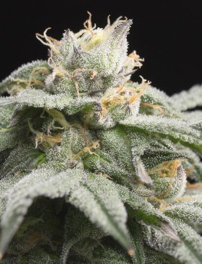 Die ursprünglichen Züchtungen Gelato und Sunset Sherbert kommen bald