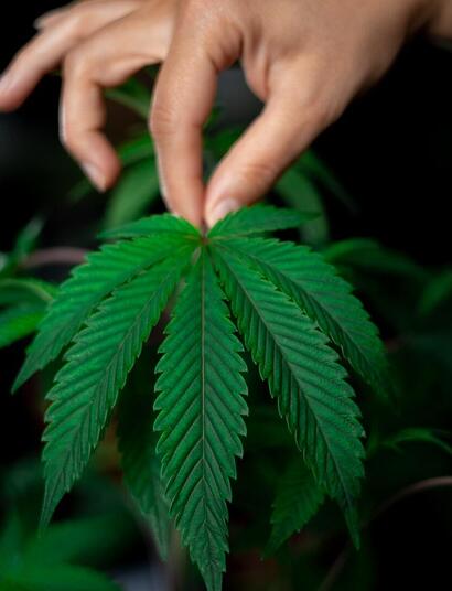 holding a leaf of marijuana with the palm. 