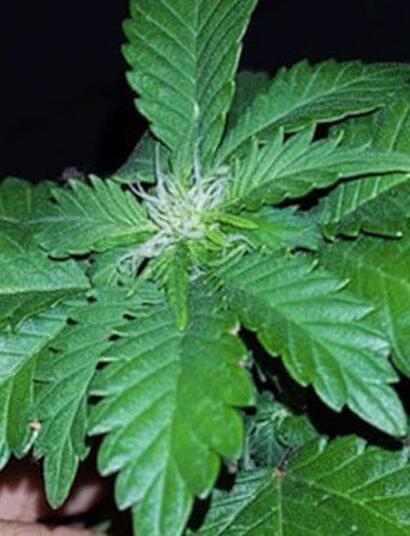 Germinación y transplante a maceta definitiva