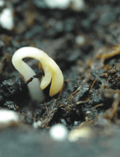 Germinación de semillas viejas