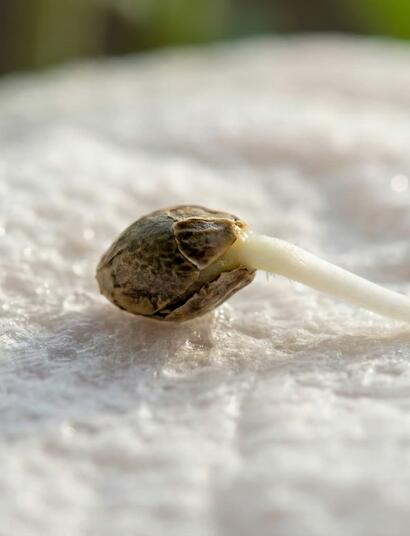 Primer plano de una semilla de cannabis germinando con una raíz blanca saludable sobre papel húmedo para la temporada de exterior 2026 en España.