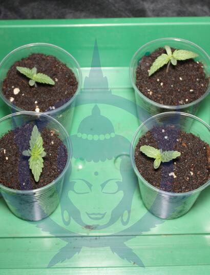 Gli errori comuni nella fioritura di cannabis