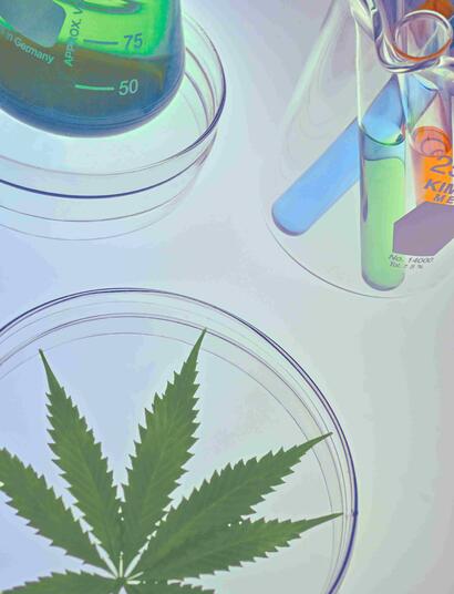 cannabis