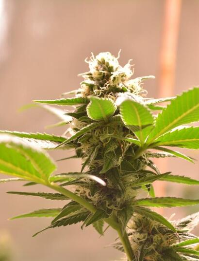 Global polls on marijuana legalization reveal highest ever support.