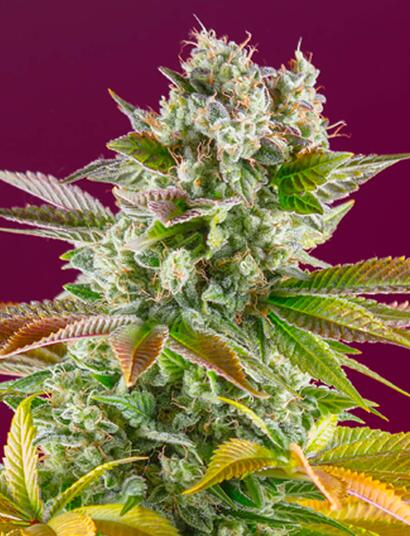 Le côté plus sauvage de Sweet Seeds®: Gorilla Girl F1 Fast Version®